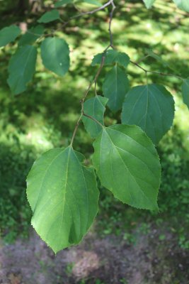 Hovenia dulcis - dužistopka sladká - listy